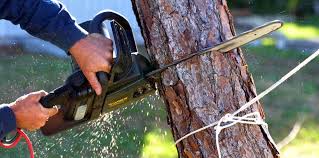 How Our Tree Care Process Works  in  Heron Bay, GA