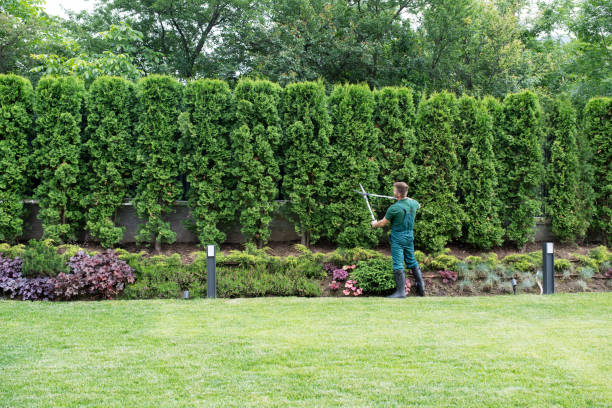 Best Lawn Disease Treatment  in Heron Bay, GA