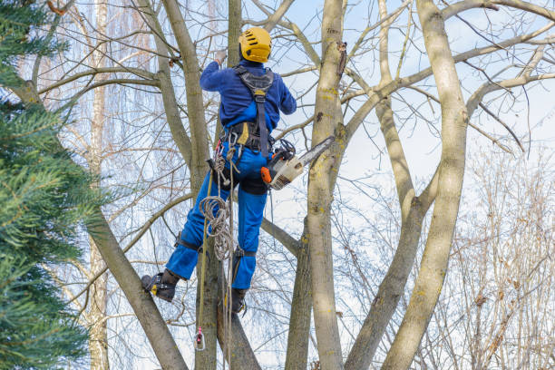 Best Storm Damage Tree Cleanup  in Heron Bay, GA