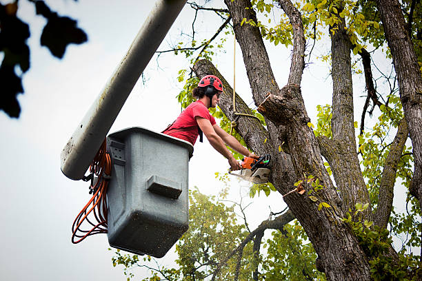 Best Emergency Tree Removal  in Heron Bay, GA