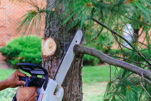 Best Firewood Processing and Delivery  in Heron Bay, GA